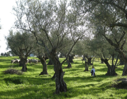Olive land at Belvis de Monrooy